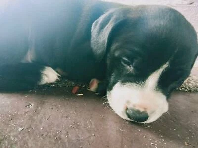 Kelpie In Perth Region Wa Dogs Puppies Gumtree Australia Free Local Classifieds