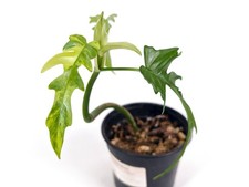 Philodendron Florida Beauty Variegated x Tortum Exact Plant in 4"