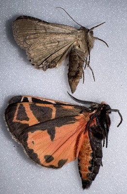 JS 10 - BEAUTIFUL TIGER MOTH 4 + Nice Noctuid Moth