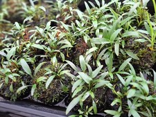 Cryptocoryne, Java Moss, Wabi Kusa