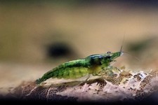 12- Green Jelly Neocardina Shrimp- Live