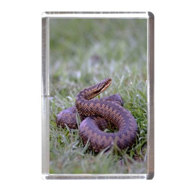 Kühlschrankmagnet: Adder Schlange Reptil Tier Wildtiere Natur