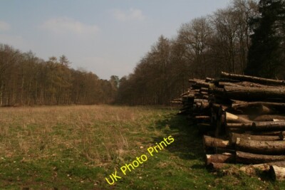 Foto 6x4 Räumung und Holzstapel in Cottagers Dale Wood Great Limber c2015