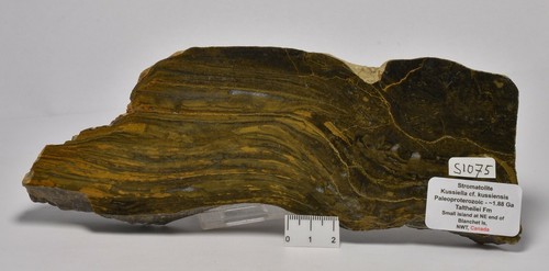 STROMATOLITE Kussiella cf. kussiensis, Paleoproterozoic, CANADA, S1075 - Imagen 1 de 4
