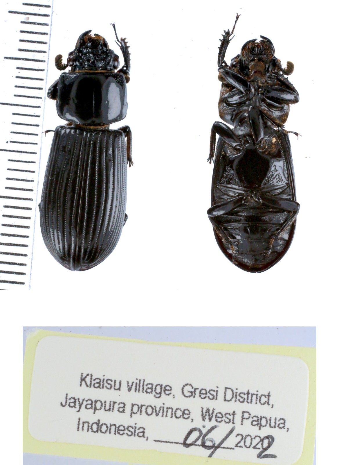 Passalidae different species from different island of Indonesia and Papua MIX - Picture 21 of 26