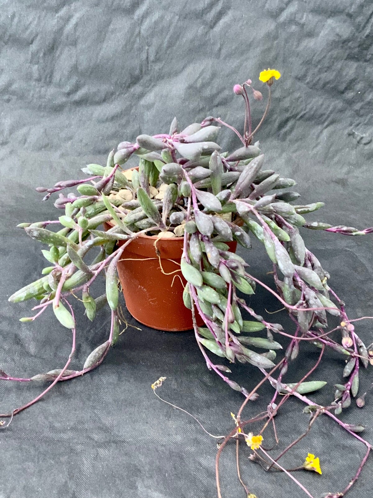Senecio Herreianus Purple Flush