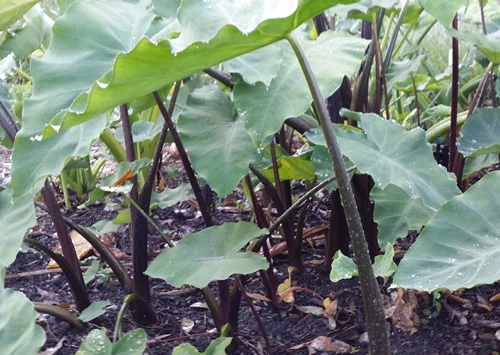 TARO - Asian Light-Green-Purple - One of the Best Taro from Southeast Asia!!! - image 3 of 4