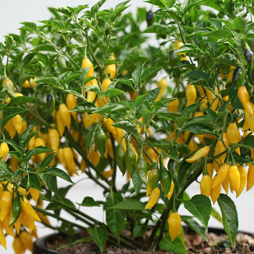 Lemon Drop Chilli Pepper Seeds, Aji Limon Chilli, High Yield - Fast  Shipping | eBay