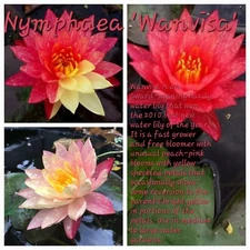 Wanvisa Hardy Minatutre Waterlily PINK, RED, SPLATTERED Sz Tuber/SM