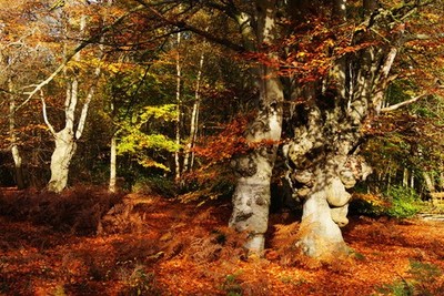 Photo A3 Beech Trees in Epping Forest Loughton/TQ4396 This area of Eppi c2010