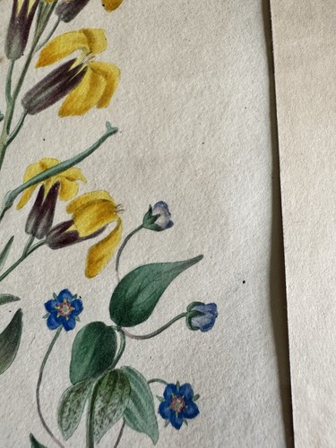 Pair Of 1800’s Botanical Prints Book Plates W Corresponding Book Pages READ - Imagen 14 de 24