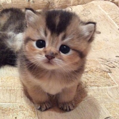 Random kindness (Good deed/ Donation/ charity ) (no cat included)