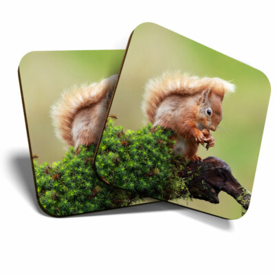 2 x Untersetzer - Niedliches rotes Eichhörnchen Garten Tier Haus Geschenk #15791