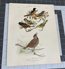 1914 Book Plate #75 Birds of New York Louis Agassiz Fuertes Oriole Meadowlark
