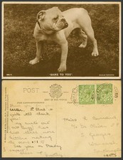 STIER HUND BULLDOGGE Haustier Same To You KG5 1/2d x 2 alte Echt Foto Postkarte J. Beagles
