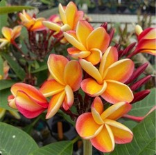 ROOTED PLUMERIA PLANT CUTTING  LEI RAINBOW  10" WITH 3 TIPS