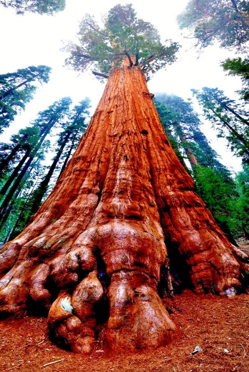 【希少】california redwood苗 🌲California Redwood (Sequoia Sempervirens)🌲 Age: 70+ years
