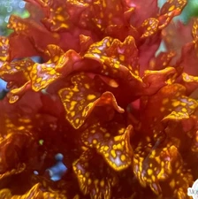 -CC- Live Orange Galaxy Macroalgae 2” Frag Reef Tank Refugium Saltwater