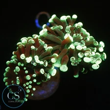 CS 3 HEAD GREEN SPLATTER HAMMER - WYSIWYG LIVE CORAL