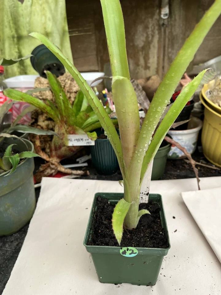 Bromeliad  Billbergia  Diane  Peach Bract  Half Mature  Plant Sought After !!! - Image 3 of 4