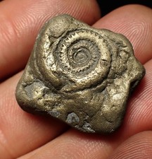 Pyrite ammonite fossil (27 mm) Crucilobiceras Charmouth Jurassic Coast UK rocks
