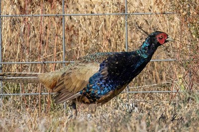 8 Green Variant Pheasant Hatching Eggs