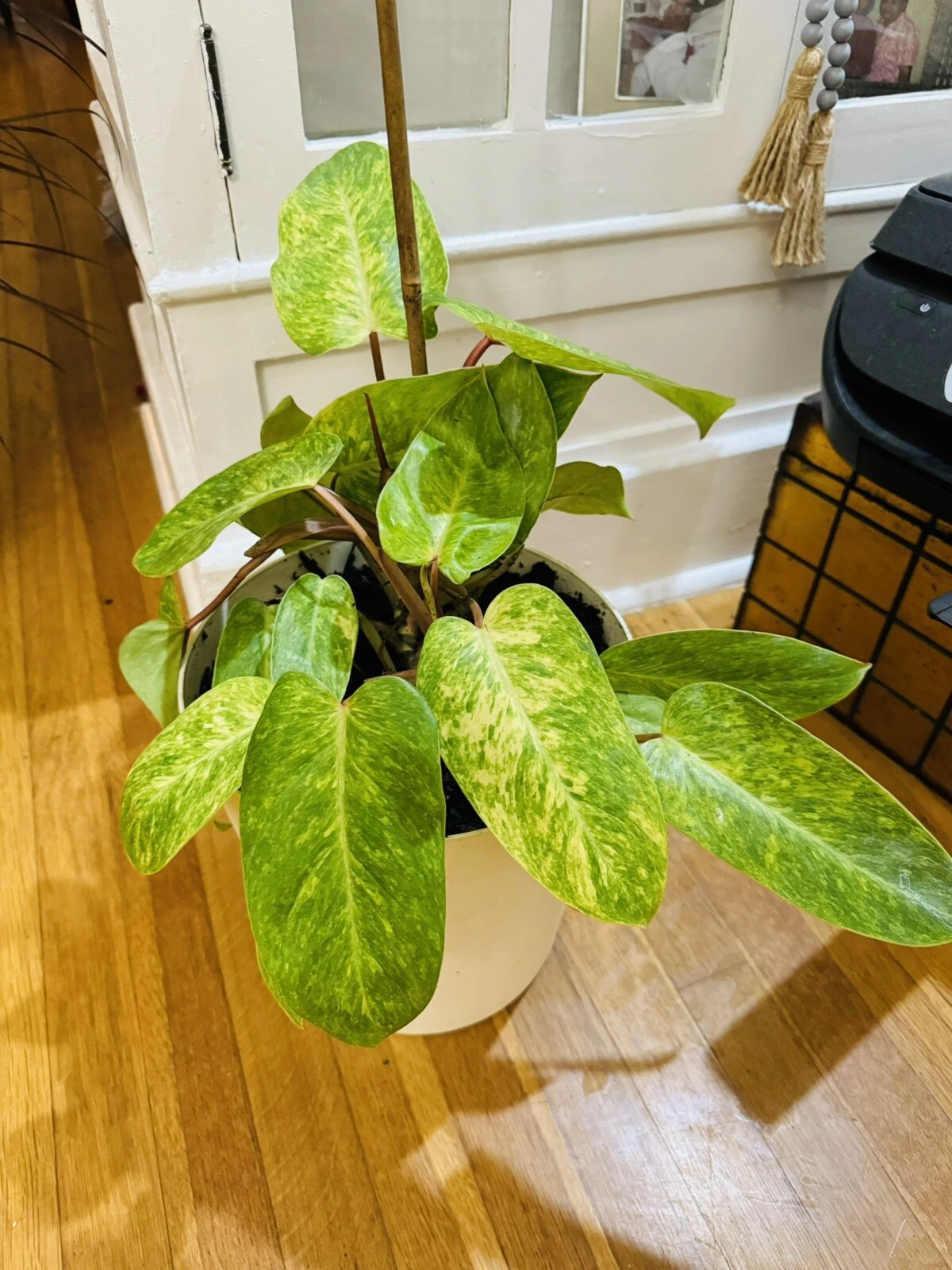 Philodendron Painted Lady