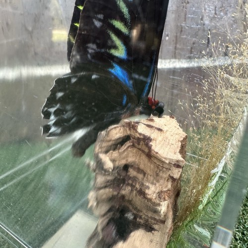 Vintage TROIDES BROOKIANA "Green Velvet Birdwing” Butterfly In Plastic Display - Picture 5 of 7