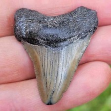 1 1/2"  Megalodon Shark Tooth - FREE SHIPPING !