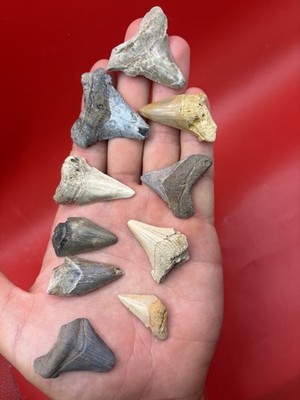 REAL SHARK TOOTH COLLECTION - ANGUSTIDENS (MEGALODON RELATIVE)