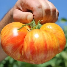 100 Heirloom Big Rainbow Tomato Seeds GIANT 2lb Bi-Colored Sweet Indeterminate