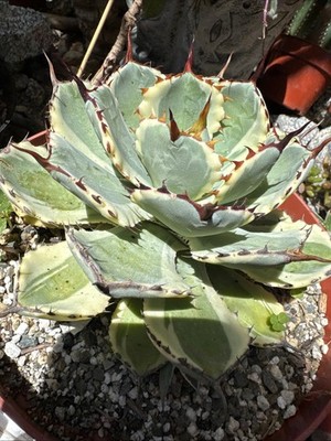 RareSucculent Plant Agave Parryi Engelm variegated