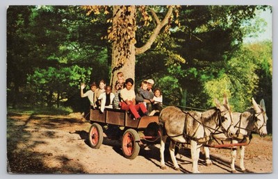 Postcard Jenny & Sammy donkey cart to the delight of children at TIMES FARM CAMP