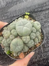 Succulent Cactus Plant home potted Garden decoration beautiful Cactus Plants 6cm