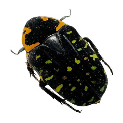Juwelenähnlicher Grünfleckkäfer (Euchroea clementi riphaeus) Insektenpräparat
