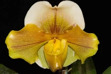 Paphiopedilum (Peter Black AM/AOS x Alhambra) #5, in bud