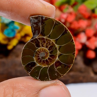 Natural Ammonite Spiral Shape Cabochon Loose Gemstone 25 Ct. 24X20X4 mm