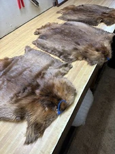 Tanned Beaver Hide  # 2 & 3 Grade Open Leg XX Lg.  Damaged Id Tag Blue