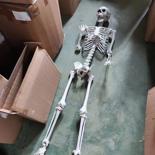Full Life Size Halloween Hanging Human Skeleton Bones Posable Skull Party 170cm - Picture 20 of 20