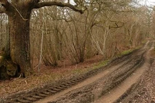 Photo 6x4 Redlands Copse Ashford Hill This is a footpath, although the tr c2009