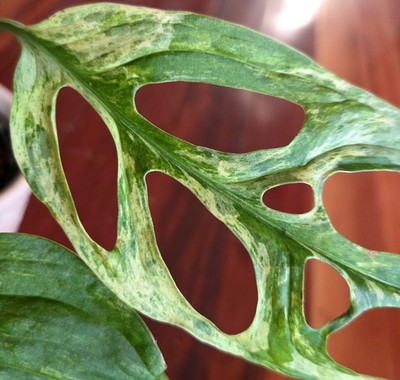 monstera minima katzen Monstera Minima (Rhaphidophora tetrasperma) main image 1