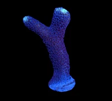 WYSIWYG Purple Stylophora