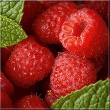 10 'Malling Promise' Red Raspberry Bushes / Rubus Idaeus 'Malling Promise'