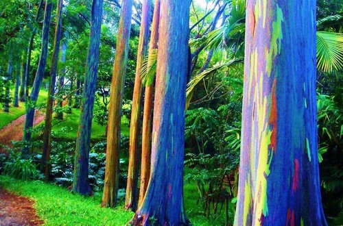 Eucalyptus deglupta, Regenbogeneukalyptus - 100 bis 1000 Semente - Bild 2 von 8