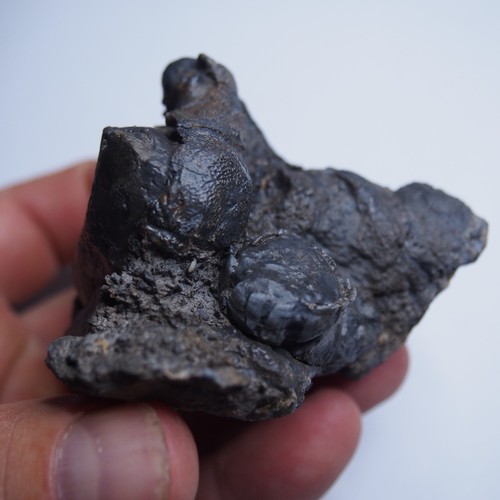 294gr Rugosa, Tabulata Czech Fossil Coral Devonian 1539 - Picture 8 of 22