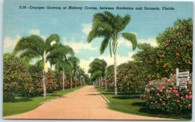 #ad #ad Oranges Growing at Midway Groves between Bradenton amp; Sarasota Florida $3.46