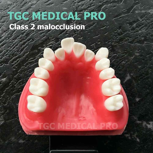 TGC MEDI PRO/Dental practical model/typodont/malocclusion Orthodontic