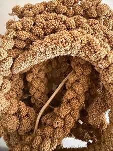 Fresh Gold Millet Sprays Food for Birds (360 g)    13 oz & Millet Spray Holder