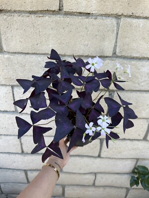 False Shamrock ( Oxalis Triangularis ) Ornamental Live Plant In 6  Pot