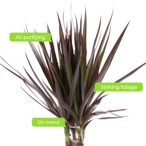 Dragon Tree Large Indoor House Plant Real Evergreen Tall Exotic Big Rare Plants - Picture 19 of 29